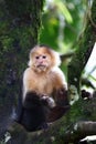 Capuchin monkey sitting on a branch in Costa Rica Royalty Free Stock Photo