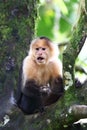 Capuchin monkey sitting on a branch in Costa Rica Royalty Free Stock Photo