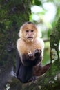 Capuchin monkey sitting on a branch in Costa Rica Royalty Free Stock Photo