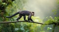 Capuchin monkey balancing on branch in lush tropical forest atmosphere Royalty Free Stock Photo