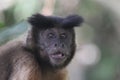 Capuchin Monkey in South American Rainforest Royalty Free Stock Photo