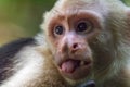 Capuchin Monkey Sticking Out Tongue Royalty Free Stock Photo