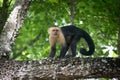 Capuchin monkey on thorny branch in forest. Royalty Free Stock Photo