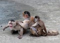 Capuchin monkey in the town of Misahualli, Amazon, Ecuador Royalty Free Stock Photo