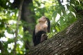 Capuchin monkey on a tree branch eating fruit. Royalty Free Stock Photo