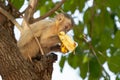 Capuchin monkey in tree eating banana Royalty Free Stock Photo
