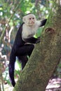 Capuchin monkey in a tree in the forest jungle Royalty Free Stock Photo