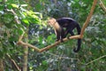 Capuchin monkey in a tree in the forest jungle Royalty Free Stock Photo