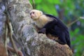 Capuchin monkey in a tree in the forest jungle Royalty Free Stock Photo