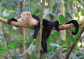 Capuchin monkey in a tree in the forest jungle Royalty Free Stock Photo