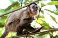 Capuchin monkey in the tree Royalty Free Stock Photo