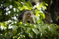 Capuchin monkey in tropical foliage. Royalty Free Stock Photo