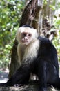 Capuchin Monkey VI Royalty Free Stock Photo
