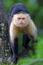 Capuchin monkey walking on a branch in Costa Rica Royalty Free Stock Photo