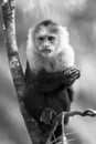 Capuchin monkey walking on a branch in Costa Rica Royalty Free Stock Photo
