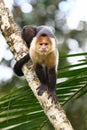 Capuchin monkey walking on a branch in Costa Rica Royalty Free Stock Photo