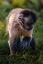Capuchin monkey walking on the grass. Royalty Free Stock Photo