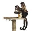 Capuchin monkey Royalty Free Stock Photo
