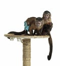 Capuchin monkey Royalty Free Stock Photo