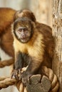 Capuchin monkey Royalty Free Stock Photo