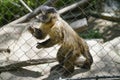 Capuchin Monkey, Zoo Series, behind fence Royalty Free Stock Photo