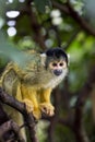 Capuchin monkey in zoo. Monkey sitting on tree. Royalty Free Stock Photo