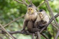 Capuchin monkeys