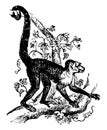 Capuchin Sapajou vintage illustration