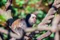 Capuchin sitting on a rope, tied on trees, and relaxing at the zoological park