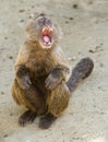 Capuchin Weeper Monkey