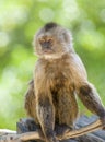 Capuchin Weeper Monkey sitting