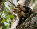 Capuchin White Faced Monkey Portrait Royalty Free Stock Photo