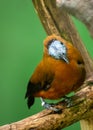 Capuchinbird (Perissocephalus tricolor) in South America Royalty Free Stock Photo