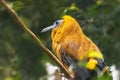 Capuchinbird, Perissocephalus tricolor, calfbird. Exotic Bird. Close up