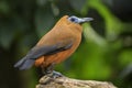 Capuchinbird - Perissocephalus tricolor Royalty Free Stock Photo