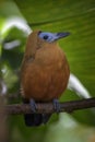 Capuchinbird - Perissocephalus tricolor Royalty Free Stock Photo