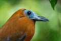 Capuchinbird - Perissocephalus tricolor Royalty Free Stock Photo