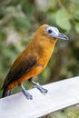 The capuchinbird (Perissocephalus tricolor) Royalty Free Stock Photo