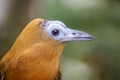 The capuchinbird (Perissocephalus tricolor) Royalty Free Stock Photo