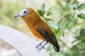 The capuchinbird (Perissocephalus tricolor) Royalty Free Stock Photo