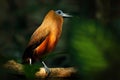 Capuchinbird, Perissocephalus tricolor,  large passerine bird of the family Cotingidae. Wild calfbird in the nature tropic forest Royalty Free Stock Photo