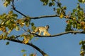 Capuchine Monkey on a tree