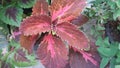 Coleus