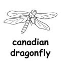 Kids line illustration coloring canadian dragonfly. animal outline