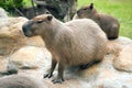 Capybara