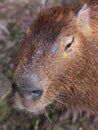 Capybara