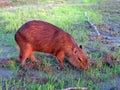 Capybara