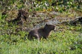 Capybara