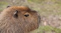 Capybara Animal.