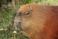 Capybara Animal.